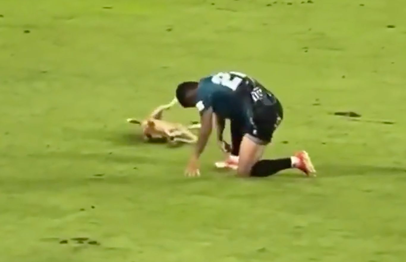 级联赛的秋, 一条小狗忽, 趴在地上 级联赛的秋, 一条小狗忽, 趴在地上