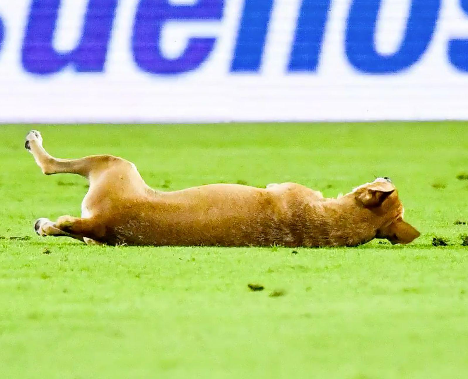 叹狗狗惟妙, net, 科的身边 叹狗狗惟妙, net, 科的身边